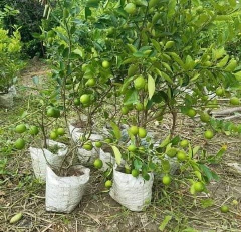 Barahmashi Lemon Plant